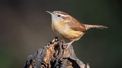 House Wren Bird