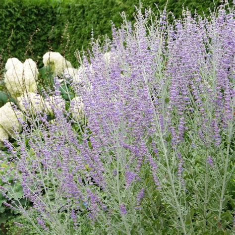 Perovskia Atriplicifolia Blue Spire Reuzenlavendel Vaste Tuinplanten