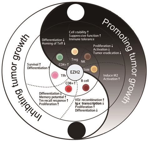 The Heightened Importance Of Ezh2 In Cancer Immunotherapy