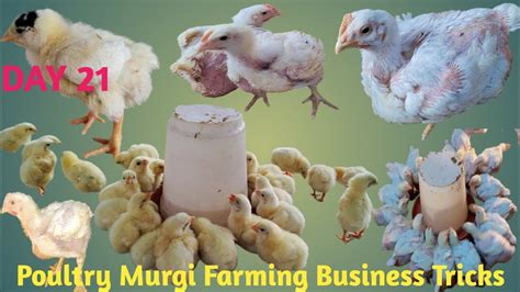 Poultry Farming Business Ideas L How To Start Poultry Farming Business