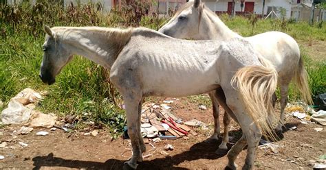 G1 Éguas sinais de maus tratos são resgatadas em Uberlândia