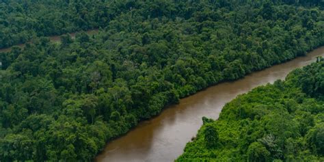 The New Guinea Checklist A Botanical Distillation Of The Last Unknown