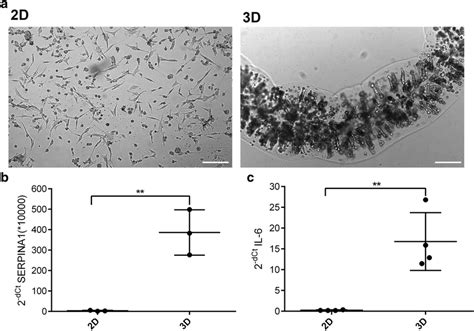 Brightfield Light Microscopy Of U87 Cell In 2d And In Long Term 3d Cell Download Scientific