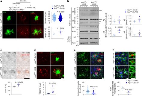 Examination Of Neuropathology And Microglia Associated With Amyloid