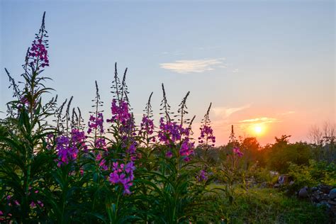 Summer Solstice in Alaska: How & Where to Celebrate in 2024