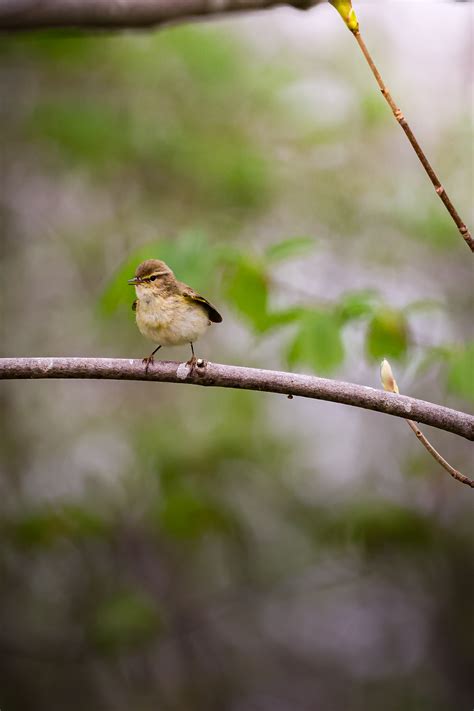 SIGMA 100 400mm Test on Behance