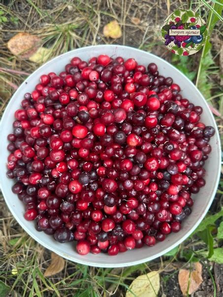 В наличии: Клюква свежая очищенная 190 руб. литр Брусника ...