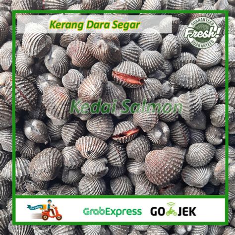 Jual Kerang Dara Hidup Kerang Darah Segar 1kg Kerang Segar Fresh 500