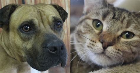 Northwoods Humane Society Pets of the Week | Recent News | DrydenWire.com