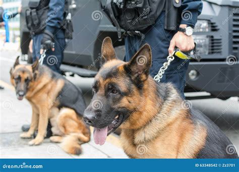 Police Dog German Shepherd Stock Photo Image Of Canine 63348542