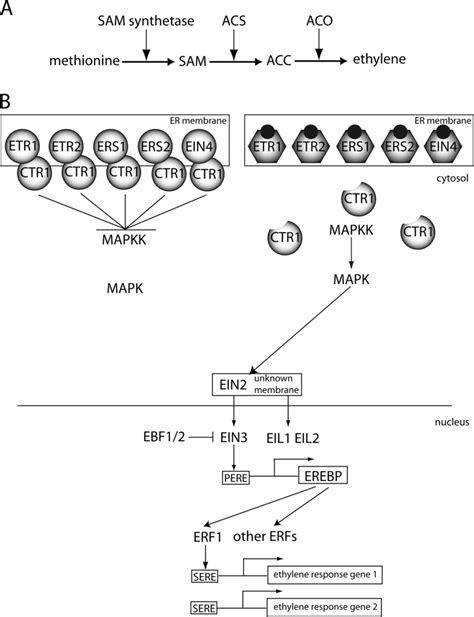 Ethylene synthesis and signalling. (A) Ethylene synthesis: methionine ...