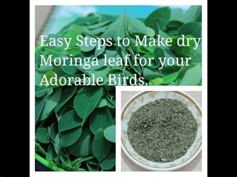 Easy Steps To Make Dry Moringa Leaves That Has A Huge Nutrition Value