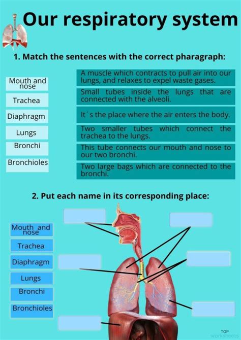 Aparato Respiratorio 1 Interactive Worksheet Topworksheets