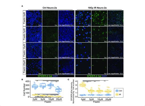 Effect Of Fisetin Treatment On Senescent Neuro A Cells In Vitro A