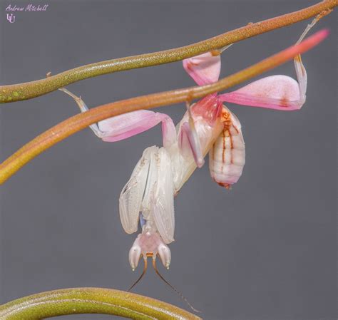 Hymenopus Coronatus Orchid Mantis The Praying Mantis