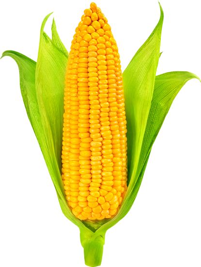 Shop Our Selection of Non GMO Corn Products for Wholesale Orders