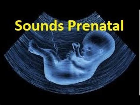 Prenatal Sounds The Sounds Your Baby Hears In The Womb Baby Sleeping