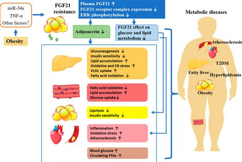 Frontiers The Potential Function And Clinical Application Of FGF21 In