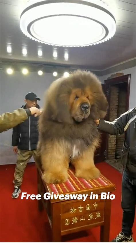tibetan mastiff cute dogs big dogs funny animals