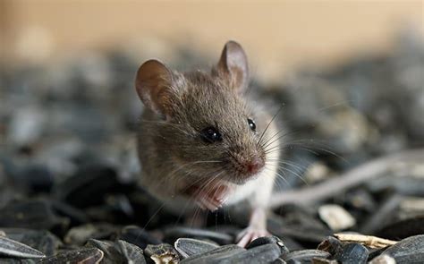 Most Common Ways Mice Get Into Our Homes | Learn More About Rodents