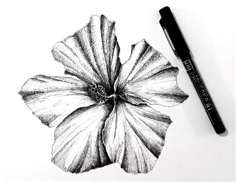 Hibiscus Flower Pencil Drawing Image | Best Flower Site