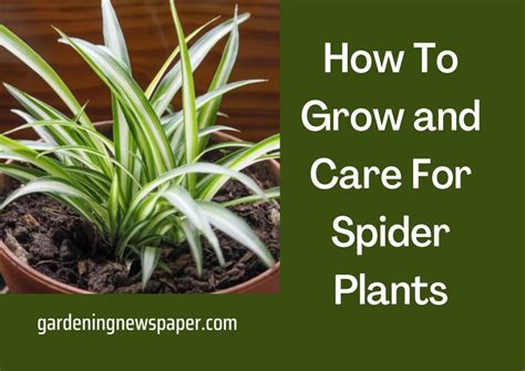 Plant Care Tips: How To Grow and Care For Spider Plants - Gardening News Paper