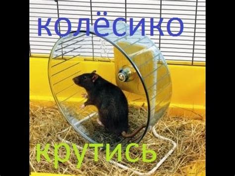 3 мышки - YouTube