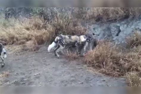 作死野狗从水中抄近道，不料下一秒被鳄鱼生吞活剥，太惨了！鳄鱼