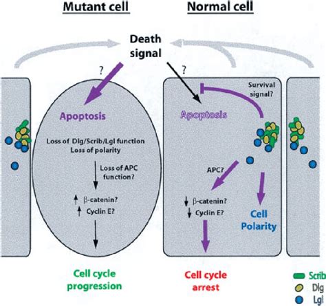 Model For Regulatory Networks Of A Dlg Scrib Or Lgl Mutant Cell Within