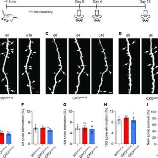 Cell Autonomous Fmr Knockout Ko In Adulthood Does Not Affect Spine