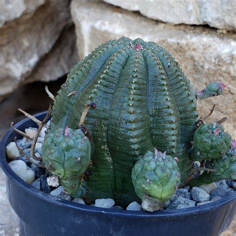 Euphorbia Obesa Hybrid Euphorbia Plants Cactus Plants