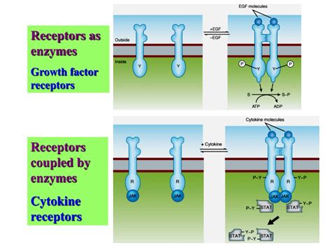 Ppt Mechanisms Of Drug Actions Powerpoint Presentation Free