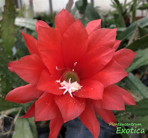 Epiphyllum Ackermannii Red Orchid Plantencentrum Exotica