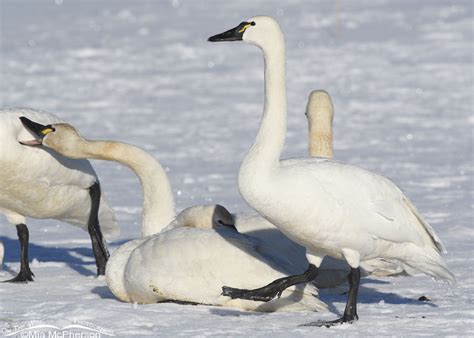 Tundra Swan walking while another swan nips another – Mia McPherson's ...