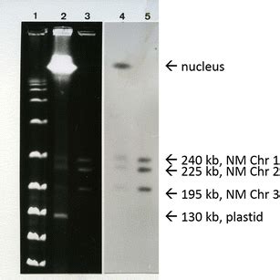 Karyotyping Of Pyrenomonas Salina Lanes 13 Pulsed Field Gel