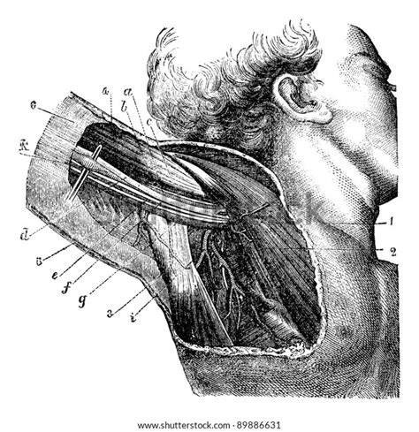 Armpit Anatomy Diagram