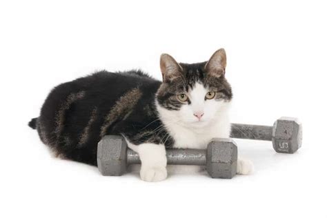 8 Fun Ways to Exercise Your Cat - The Catington Post