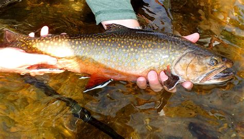 Another Phenomenal Canadian Brook Trout Trip Salmon And Trout Salmon