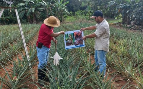 Mida Realiza Capacitaci N Sobre Plagas Y Enfermedades De Los Cultivos