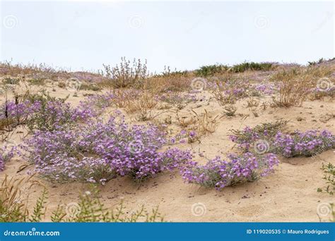 Sand dune vegetation stock image. Image of scenic, europe - 119020535