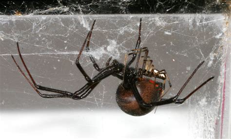 Hot Spider Sex After A Passionate Hour Romance She Wra Flickr