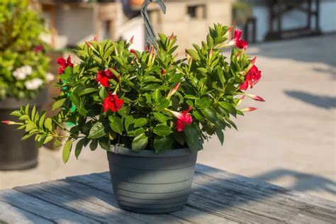 Comment Conserver Un Mandevilla En Hiver Savoir Tout Sur Lhivernage