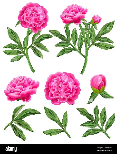 Realistic Set Of Pink Peony Flowers And Green Leaves Isolated Vector