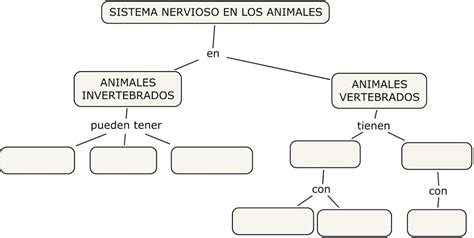 Solved Completa El Mapa Conceptual Sobre El Sistema Nervioso De Los