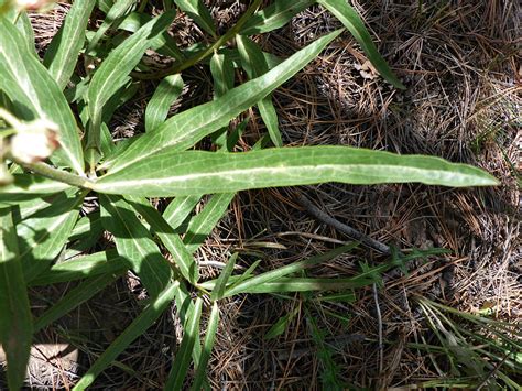 Asclepias Asperula