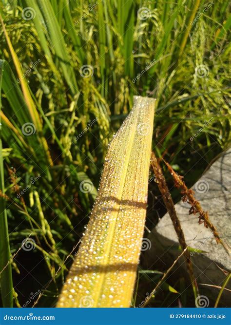 Yellow rice leaves stock photo. Image of nature, rice - 279184410