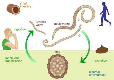 Parasites Mine