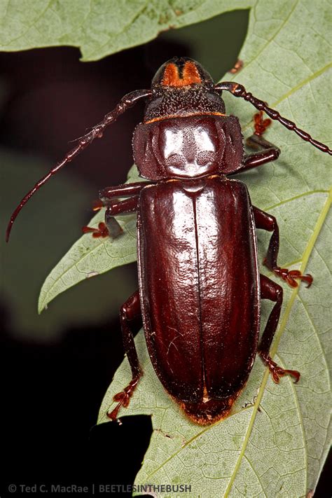 One Shot Wednesday Mallodon Dasystomus Beetles In The Bush