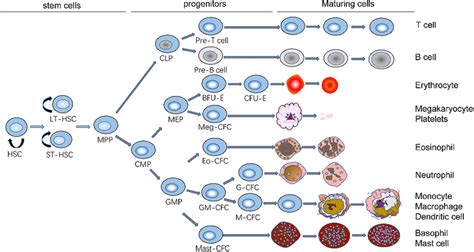 Diagram Of Hematopoietic Stem Cell Differentiation And Development Download Scientific Diagram