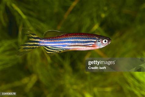 170 Danio Rerio Stock Photos, High-Res Pictures, and Images - Getty Images